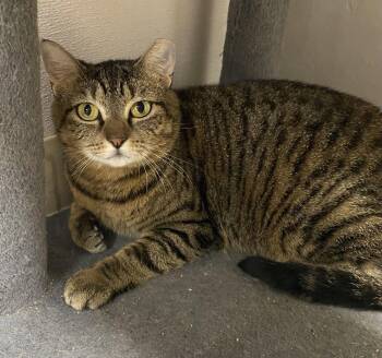 Sughra -  Domestic Short Hair Cat Available for Adoption in INDN HBR BCH, Florida - Sughra | PetCurious