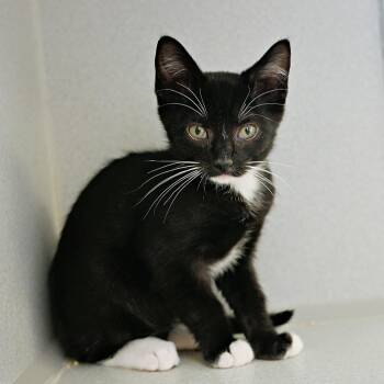 Boots -  Domestic Short Hair Cat for Adoption in Seattle, Washington - Boots | PetCurious