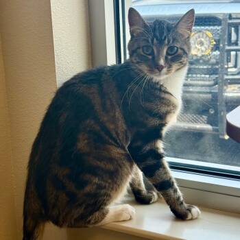 Bert -  American Shorthair Cat for Adoption in Cody, Wyoming - Bert | PetCurious