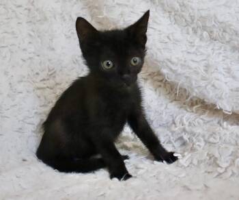 Derby -  Bombay Cat for Adoption in St. Augustine, Florida - Derby | PetCurious