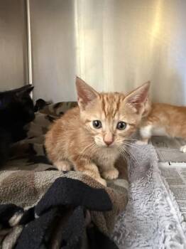 TRES -  Domestic Short Hair Cat for Adoption in San Jose, California - TRES | PetCurious