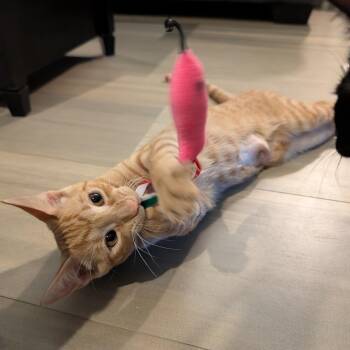Peanut -  Domestic Short Hair Cat for Adoption in Melrose, Massachusetts - Peanut | PetCurious