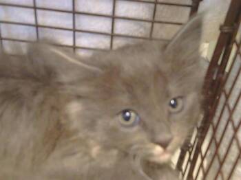 KAHLUA -  Domestic Medium Hair Cat for Adoption in Sacramento, California - KAHLUA | PetCurious