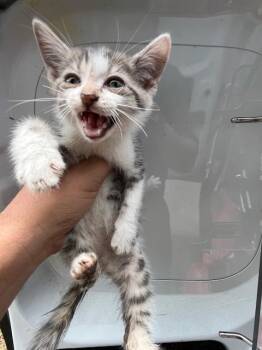 Domestic Short Hair Cats Available for Adoption in Doral, Florida - BAILEY | PetCurious
