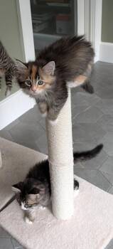 Calliope -  Domestic Long Hair Cat for Adoption in Hudson, New Hampshire - Calliope | PetCurious