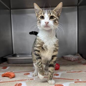 Rescue Domestic Short Hair Cats for Adoption in Beaumont, Texas - Parker | PetCurious