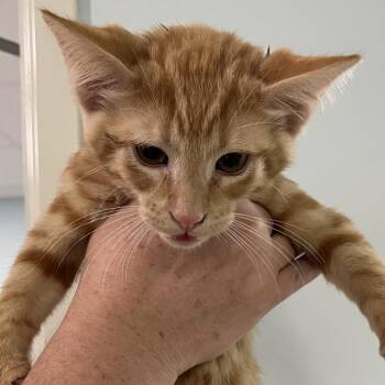 Wild Thing (26-6005) -  Domestic Short Hair Cat for Adoption in Fort Smith, Arkansas - Wild Thing (26-6005) | PetCurious