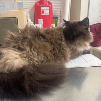 Siamese Cats Available for Adoption in Pekin, Illinois - Jackson | PetCurious