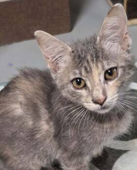 Rescue Dilute Tortoiseshell and Tabby Cats for Adoption in Las Cruces, New Mexico - Muni | PetCurious