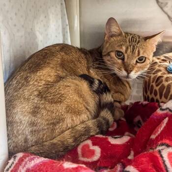 Bengal Cats Available for Adoption in Kennebunk, Maine - Maggie | PetCurious