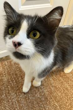 Rescue Domestic Long Hair Cats for Adoption in Wautoma, Wisconsin - Mochi | PetCurious