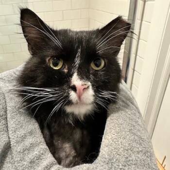 Domestic Long Hair Cats Available for Adoption in Washington, District Of Columbia - FitzWilliam (FKA Sacred Love) | PetCurious