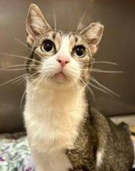 Tres -  Domestic Short Hair Cat for Adoption in Raleigh, North Carolina - Tres | PetCurious