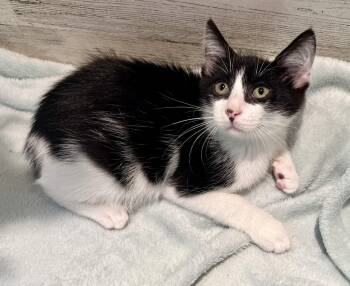 Smudge -  Domestic Short Hair Cat for Adoption in Rocky Hill, Connecticut - Smudge | PetCurious