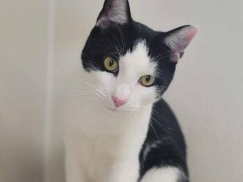 Rescue Domestic Short Hair Cats for Adoption in Raleigh, North Carolina - Ben | PetCurious