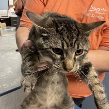 Domestic Short Hair Cats Available for Adoption - Trumpet | PetCurious