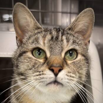 Domestic Short Hair and Tiger Cats Available for Adoption in Ashland, Ohio - MATILDA | PetCurious