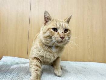 Domestic Short Hair Cats Available for Adoption - FRANKLIN | PetCurious