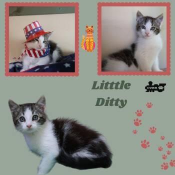 Little Ditty (Kitten) -  Domestic Short Hair Cat Available for Adoption in Lindsay, California - Little Ditty (Kitten) | PetCurious