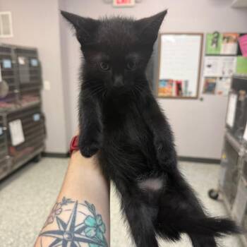 Domestic Short Hair Cats Available for Adoption in Port Charlotte, Florida - Kai | PetCurious
