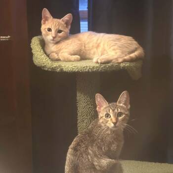 Pizzazz and Phlox -  Domestic Short Hair Cat for Adoption - Pizzazz And Phlox | PetCurious