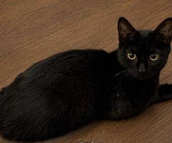 Tulip -  Domestic Short Hair Cat for Adoption in Homer Glen, Illinois - Tulip | PetCurious