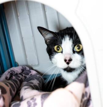 DON JULIO -  Domestic Short Hair Cat for Adoption in Boston, Massachusetts - DON JULIO | PetCurious
