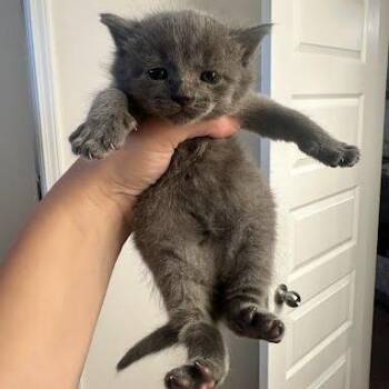 Bubbles -  Domestic Short Hair Cat for Adoption in Chattanooga, Tennessee - Bubbles | PetCurious