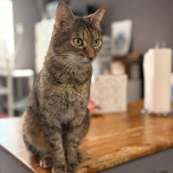 Abra -  Domestic Short Hair Cat for Adoption in Tipp City, Ohio - Abra | PetCurious