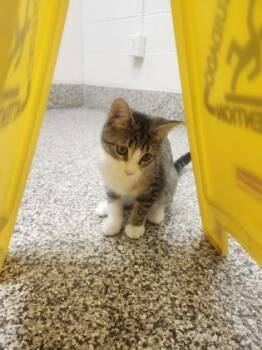 Elisa -  Domestic Short Hair Cat for Adoption in Westland, Michigan - Elisa | PetCurious