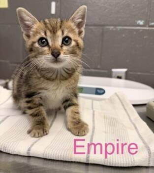 Domestic Short Hair Cats Available for Adoption in Fort Worth, Texas - Empire | PetCurious