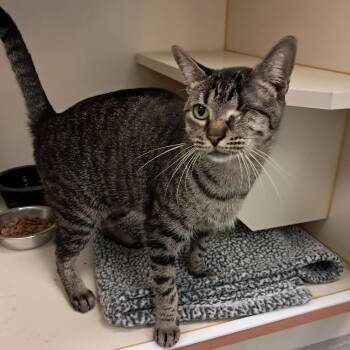 Tiger -  Domestic Short Hair Cat Available for Adoption in Concord, New Hampshire - Tiger | PetCurious