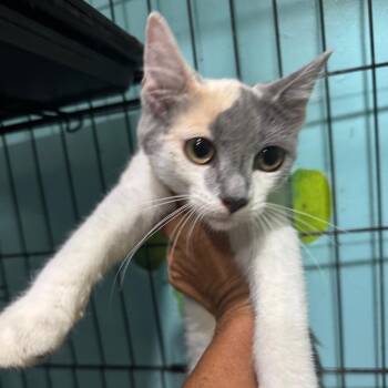 Summer -  Domestic Short Hair Cat for Adoption in West Plains, Missouri - Summer | PetCurious