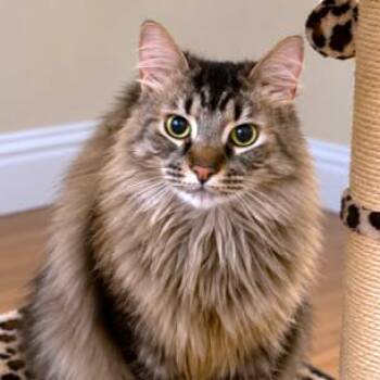 MACHI THE MAINE COON -  Maine Coon Cat for Adoption in Oakwood, Georgia - MACHI THE MAINE COON | PetCurious