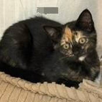 Shania -  Domestic Short Hair Cat for Adoption in Kingman, Kansas - Shania | PetCurious