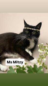 Domestic Short Hair Cats Available for Adoption in Walnut Creek, California - Ms Mitzy At Martinez Pet Food Express   May 2nd | PetCurious