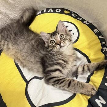 Eevee -  Domestic Short Hair Cat for Adoption in Durham, North Carolina - Eevee | PetCurious