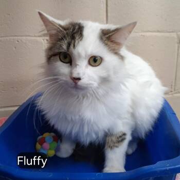 Domestic Long Hair Cats Available for Adoption - Fluffy | PetCurious
