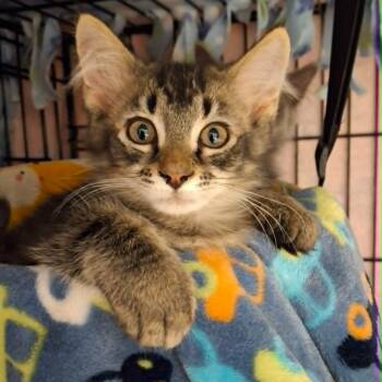 Lionhead (Whiskers Society) -  Domestic Medium Hair Cat for Adoption in Watertown, Wisconsin - Lionhead (Whiskers Society) | PetCurious