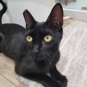 Mama Celestial (js) -  Domestic Short Hair Cat for Adoption in Los Angeles, California - Mama Celestial (js) | PetCurious