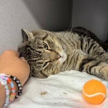 Chai -  Domestic Short Hair Cat for Adoption in New York, New York - Chai | PetCurious