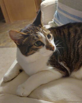 Rescue Domestic Short Hair and Tabby Cats for Adoption in Traverse City, Michigan - Wade | PetCurious