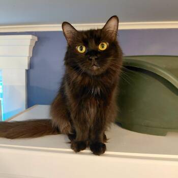 Honeybee -  Domestic Long Hair Cat for Adoption in Littleton, New Hampshire - Honeybee | PetCurious