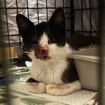 Rescue Domestic Short Hair Cats for Adoption in New York, New York - LWNY-Stray-13834 | PetCurious