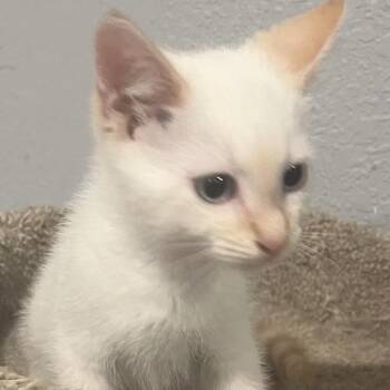 Angel Eyes -  Domestic Short Hair Cat for Adoption in Knoxville, Tennessee - Angel Eyes | PetCurious