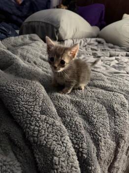 Sara -  Domestic Short Hair Cat for Adoption in Pomona, New York - Sara | PetCurious