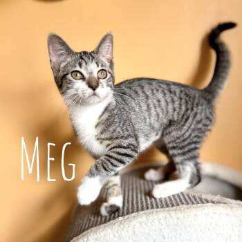Rescue Domestic Short Hair Cats for Adoption in Washington, Pennsylvania - Meg | PetCurious