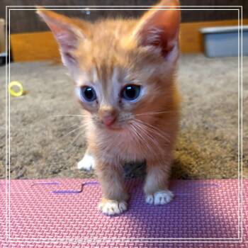Cheddar -  Domestic Short Hair Cat for Adoption in Monroe, Michigan - Cheddar | PetCurious