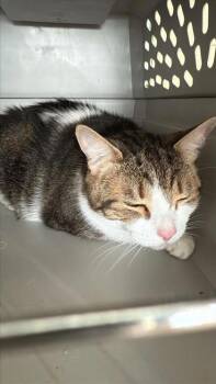 Rescue Domestic Short Hair Cats for Adoption in Largo, Florida - Bella | PetCurious