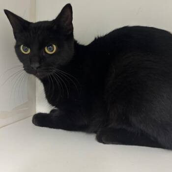 Skuttle -  Domestic Short Hair Cat for Adoption in Saint Joseph, Missouri - Skuttle | PetCurious
